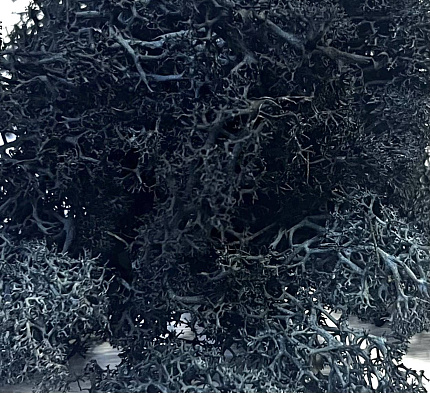 Мох (ягель) стабилизированный, 100 грамм. Цвет графит