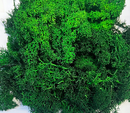 Мох (ягель) стабилизированный, 500 грамм. Цвет изумрудный