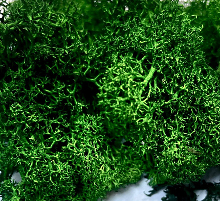 Мох (ягель) стабилизированный, 100 грамм. Цвет зеленый