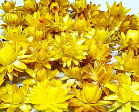 Набор сухоцветов "Гелихризумы желтые"