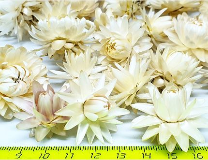 Набор сухоцветов "Гелихризумы белые"