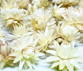 Набор сухоцветов "Гелихризумы белые"